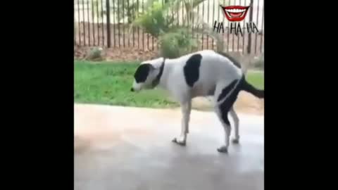 Dog shaking hip