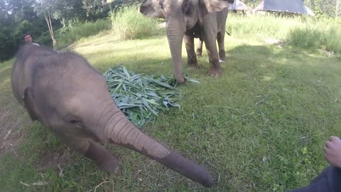 Elephant Tries To Steal My GoPro