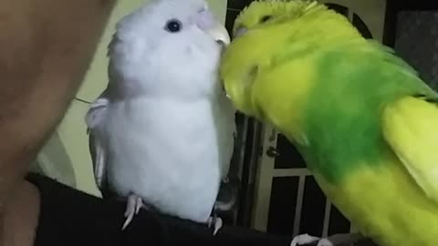 Parrot only speaks to new birdie friend in English