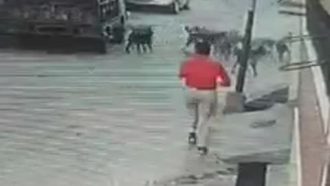 Girl Attacked by Street ​​Dogs