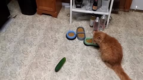 Cats vs Cucumbers Compilation Funny Cat