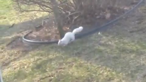 White Albino Squirrel Finds A Bird
