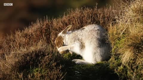 Sophisticated Mountain Hares and Playful Otters! | The Science Of Cute | BBC Earth