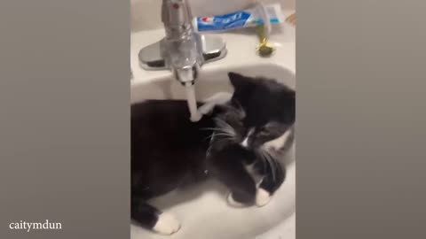 When you have a cat who is obsessed with water 😂 Funny ANIMALS videos