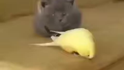 Cat and cockatiel playing, cute😍