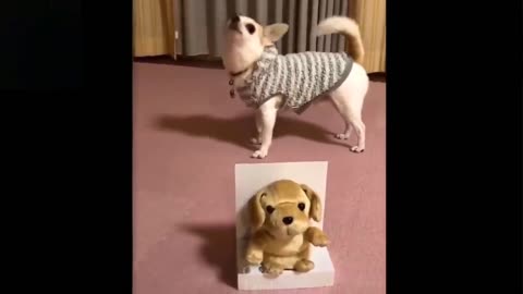 cute,Funny pets videos