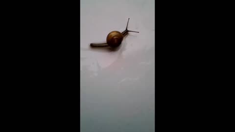 Snails Walk Very Slowly