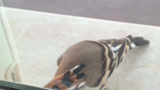 Hoopoe in balcony