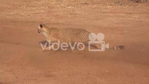 A cheetah running chases a moving target in slow motion