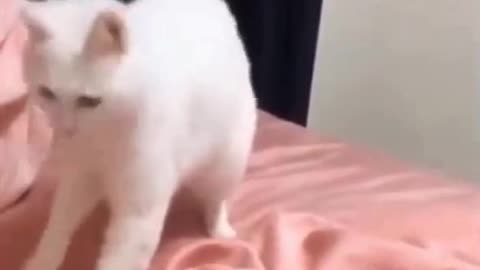 Cute funny cat (beatboxing cat-reaktion) 2021
