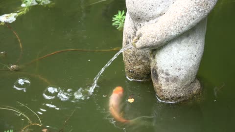 Dirty koi fish pond