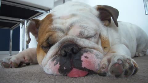 Snoring Bulldog Gives Wet Kisses After Waking Up From Deep Sleep