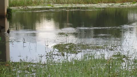 Water Hen