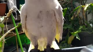 Cockatoos with hairdryers