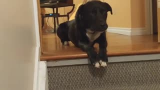 Black dog whines because he can't go down stairs