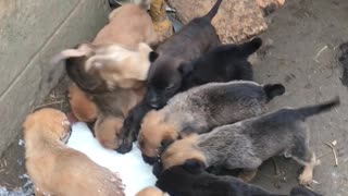 Pushy Puppies Want Their Milk