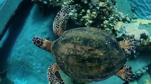 Swimming with Sea Turtles Beautiful Scence in Underwater