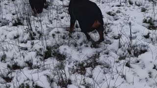My rottweiler Iva. first time she saw snow!