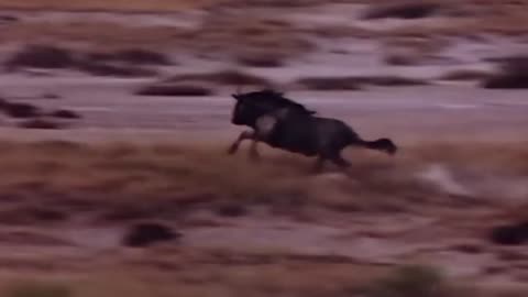 Mothers gemsbok stampedes and throws lions into the air to save her Calfs, Jamesbok vs Cheetah