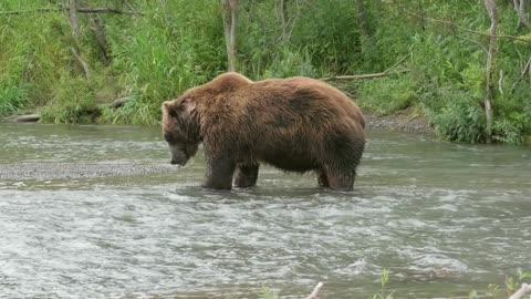 🐻🎣 Majestic Brown Bear Hunts & Feasts on Fresh Salmon! 🌊🐟