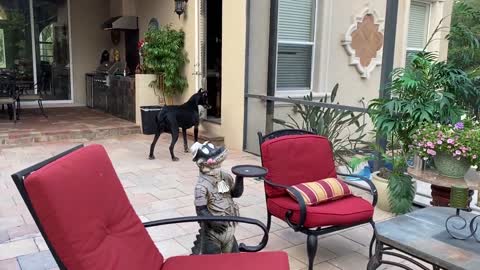 Pouncing Great Dane pesters her brother