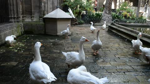 Birds in a courtyard - With great music