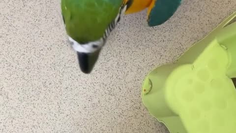 Fun Parrot