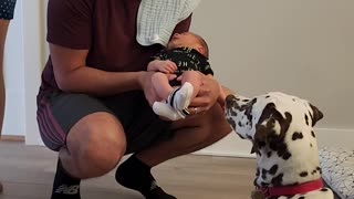 Family Dog Meets New Baby Addition