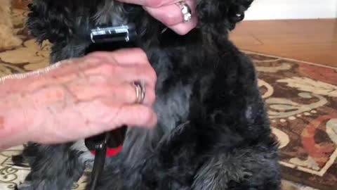 Cocker spaniel dog having haircut.