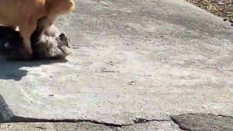 #funnycatdogvideos#catfighting#cutecat#kitten#wildanimals##viralshort#shortfeed