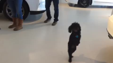 Dog prefers walking on two legs