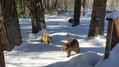 Bear and Cubs Sniff Around for a Snack