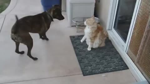 Cat Shows Extreme Dose Of Patience With Energetic Dog