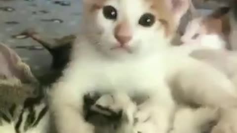 Cat loving his cat after love.