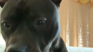 Pit Bull Won't Bite When Finger Is Put in His Mouth