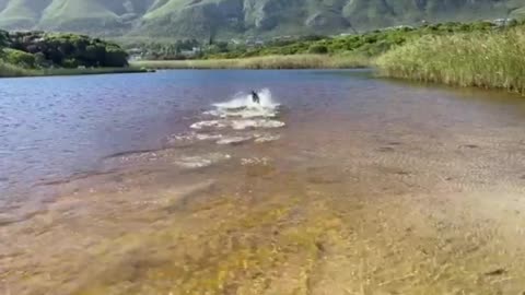 Famous border collie trains hard to outsmart her Octopus friend