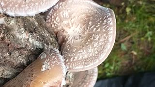 Shiitake mushrooms