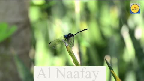 insect Fly video insect Fly videos