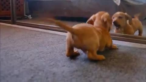 Puppy Loves To Play With Reflection