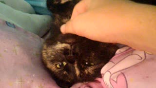 Cat getting a really nice scratch