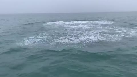 Vídeo mostra baleia-jubarte no Norte de SC e explica movimentos 🐋🐳🐋🐳