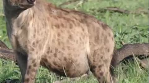 pregnany hyena