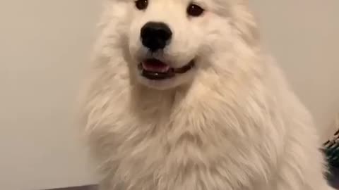 Cute Samoyed tries diffrent outfits to look cool