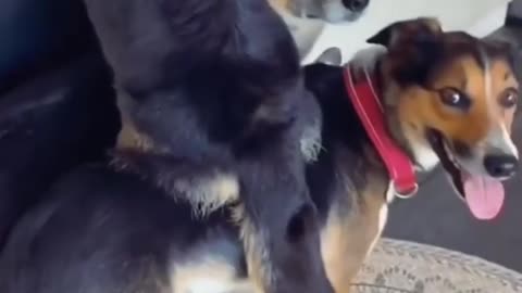 Dog and her friend meet at the vet, now share incredible bond together