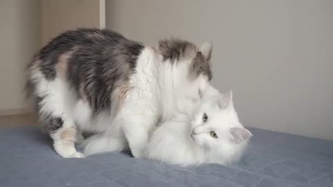 My cats' hunting instincts _ Norwegian forest cat