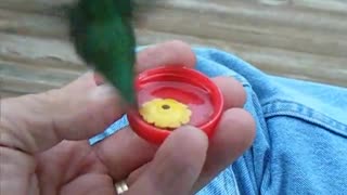 Hummingbirds Finally Convinced to Drink From a Red Milk Cap