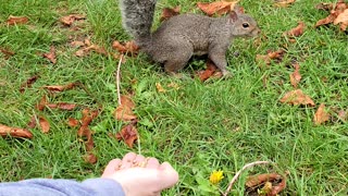 Squirrel eating. Woo