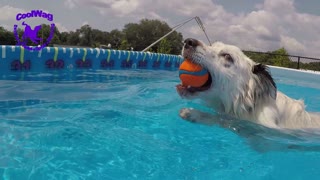 Diving Dogs Underwater CAM #1