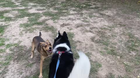 Husky meets a dog that is too fast