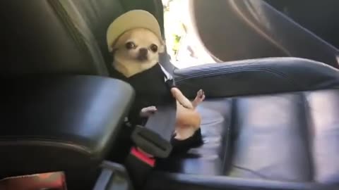 Buckled-up chihuahua in funny outfit ready for car ride